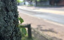 生肖与绿色共生，植树造林，为每个生命烙印生机