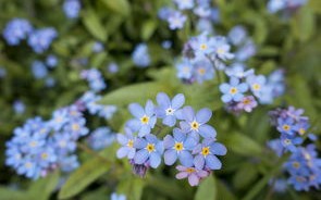 芬芳人间，揭开十二生肖中神秘的香气象征——属香鼠的深意与生活智慧