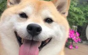 柴犬币（ShibaInuCoin）是否值得长期持有？