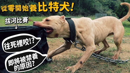 中国养比特犬违法吗-第1张图片-妍旭链视界